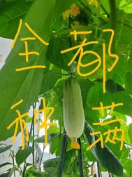 野火1V1林晚晚林朝生免费阅读